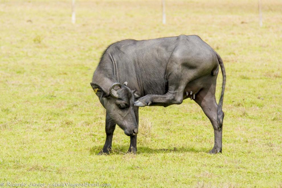 Imagem de um búfalo enorme na Fazenda Búfalos.